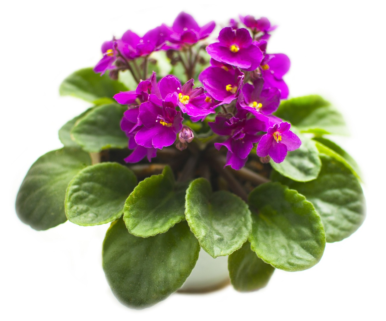 Tips to Establish an Ideal Eco-Friendly Indoor Garden